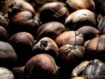 Ternyata, Bukan Cuma Durian, Kelapa Juga Dilarang Dibawa di Pesawat