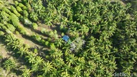 Desa Palaes memiliki tanah perkebunan rakyat dan perorangan yang luasnya sama-sama 2525,8 hektare. Mayoritas warga menggarap lahan untuk ditanam pohon kelapa. 