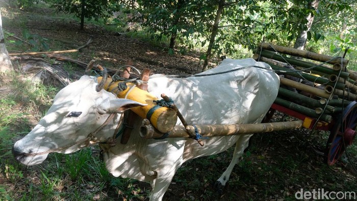 Petani kopra Desa Palaes, Minahasa Utara, Sulawesi Utara masih memakai cara tradisional untuk mengangkut kelapa. Mereka menggunakan gerobak sapi sebagai kendaraannya.