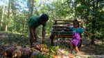 Tradisional, Petani Kopra Angkut Kelapa Pakai Gerobak Sapi