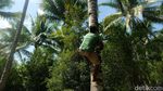 Tradisional, Petani Kopra Angkut Kelapa Pakai Gerobak Sapi