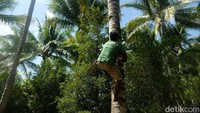 Ia mengaku masih menggunakan cara-cara tradisional dalam mengelola usahanya, mulai dari memanjat pohon satu-satu untuk mengambil kelapa matang, mengumpulkan kelapa dan mengangkutnya di roda sapi.