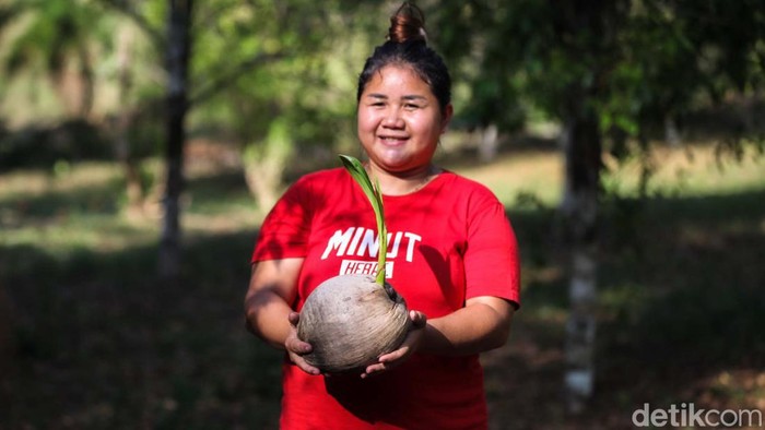 Petani kopra Desa Palaes, Minahasa Utara, Sulawesi Utara masih memakai cara tradisional untuk mengangkut kelapa. Mereka menggunakan gerobak sapi sebagai kendaraannya.