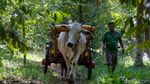 Tradisional, Petani Kopra Angkut Kelapa Pakai Gerobak Sapi