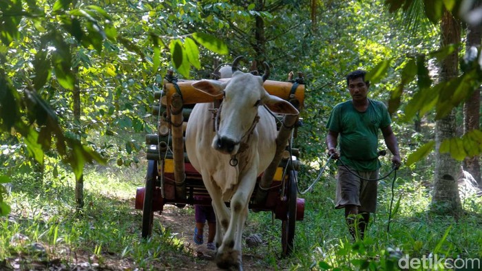Tradisional, Petani Kopra Angkut Kelapa Pakai Gerobak Sapi Petani kopra Desa Palaes, Minahasa Utara, Sulawesi Utara masih memakai cara tradisional untuk mengangkut kelapa. Mereka menggunakan gerobak sapi sebagai kendaraannya.