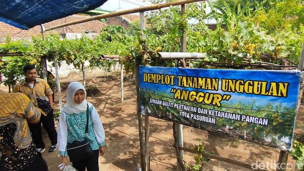 Ada Kebun Anggur Belgia di Pusat Kota Pasurua