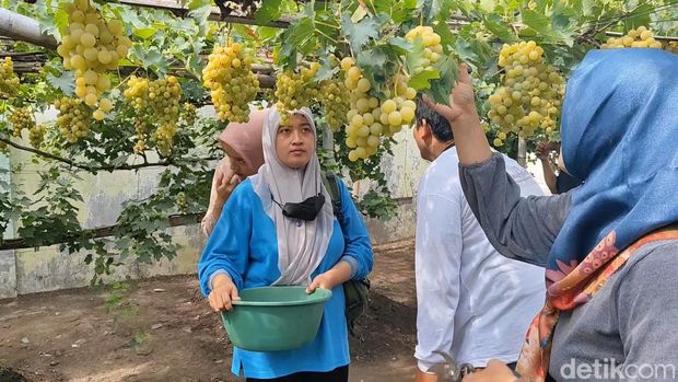 Ada Kebun Anggur Belgia di Pusat Kota Pasuruan