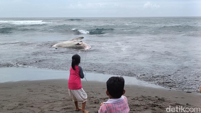 Bangkai hiu tutul yang ditemukan terdampar di Pantai Wagir Indah, Desa Welahan Wetan, Kecamatan Adipala, Kabupaten Cilacap, Rabu (29/11/2023).