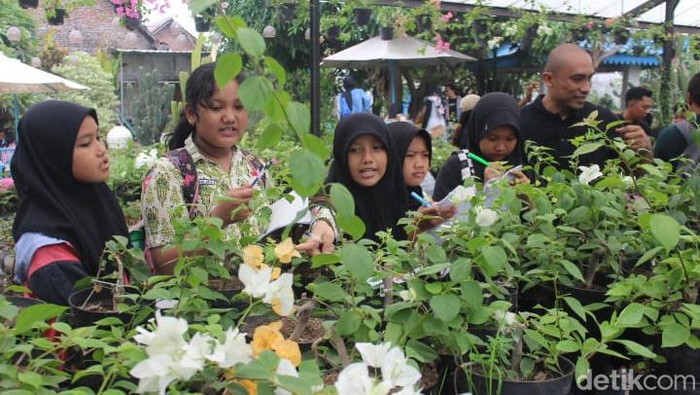 Budi Daya Bugenvil