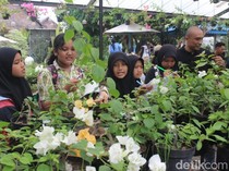 Keseruan Wisata Alam di Beenyo Farm Sambil Belajar Budi Daya Bugenvil
