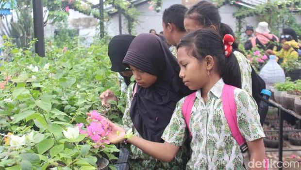 Budi Daya Bugenvil