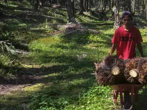 Malaysia-Indonesia Cari Sekutu Menentang Aturan Deforestasi Uni Eropa