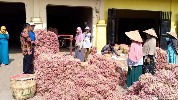 Harga bibit bawang merah di Kabupaten Probolinggo anjlok