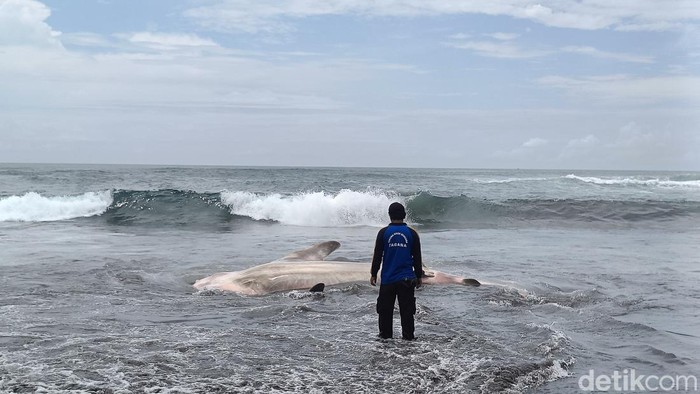 Kondisi bangkai hiu tutul sepanjang 4 meter yang ditemukan terdampar di Pantai Wagir Indah, Desa Welahan Wetan, Kecamatan Adipala, Kabupaten Cilacap, Rabu (29/11/2023).