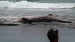 Hiu Tutul Sepanjang 4 Meter Terdampar di Pantai Wagir Indah Cilacap