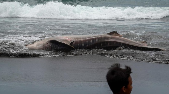 Hiu Tutul Sepanjang 4 Meter Terdampar di Pantai Wagir Indah Cilacap Warga berupaya menarik bangkai hiu tutul (Rhincodon typus) yang terdampar di pantai Wagir Indah, Adipala, Cilacap, Jawa Tengah, Rabu (29/11/2023). Hiu sepanjang empat meter dengan berat sekitar 400 kilogram tersebut, ditemukan nelayan terdampar dalam kondisi hidup, namun tidak lama kemudian mati saat dilakukan upaya penarikan ke laut. ANTARA FOTO/Idhad Zakaria/Spt.