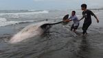 Hiu Tutul Sepanjang 4 Meter Terdampar di Pantai Wagir Indah Cilacap