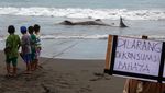 Hiu Tutul Sepanjang 4 Meter Terdampar di Pantai Wagir Indah Cilacap