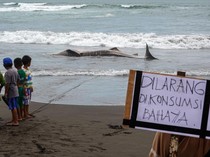 Ikan Hiu Mengandung Merkuri, Kok Jadi Menu MBG? Ini Mitos dan Jenis Kulinernya