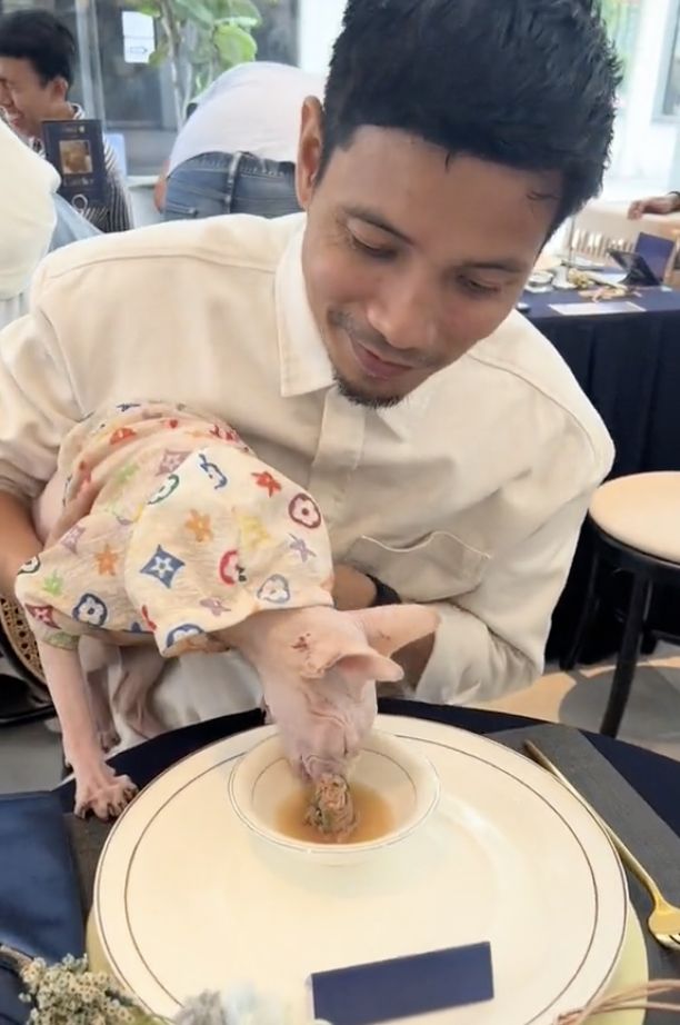 Kafe di Malaysia Ini Tawarkan Menu Fine Dining Mewah Untuk Kucing