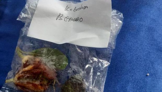 Kiriman bunga kantil yang ditemukan di Kantor Desa Bedoro, Sambungmacan, Sragen.
