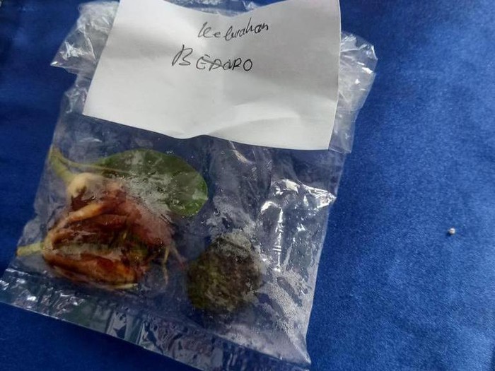 Kiriman bunga kantil yang ditemukan di Kantor Desa Bedoro, Sambungmacan, Sragen.