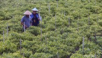 Ina menjadi mantri yang melayani masyarakat Kampung Isano Mbias, di Distrik Tanah Miring. Rata-rata masyarakat di sana merupakan petani. Namun, ada juga yang berwirausaha dan bekerja sebagai PNS. 
