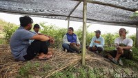 Agustina Etwiory berbincang dengan para petani di ladang cabai, Desa Isanom bias, Merauke, Jumat (17/11/2023). Sebagai mantri BRI di Merauke, sehari-hari Agustina memiliki perjalanan yang seru untuk disimak. 