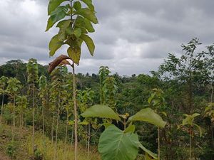 Perusahaan Tambang di Banyuwangi Serahkan Lahan Kompensasi 1.990,79 Ha