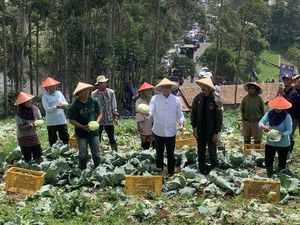 Pakai Caping, Anies Panen Kol dan Catat Keluhan Petani di Pangalengan