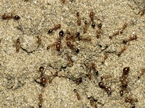 Beberapa Negara di Eropa Kewalahan Atasi Semut Invasif