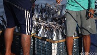 Aktivitas nelayan dapat dilihat di Pelabuhan Rakyat Likupang yang berad di sisi utara kota.  