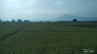 Gunung Slamet dari dataran rendah.