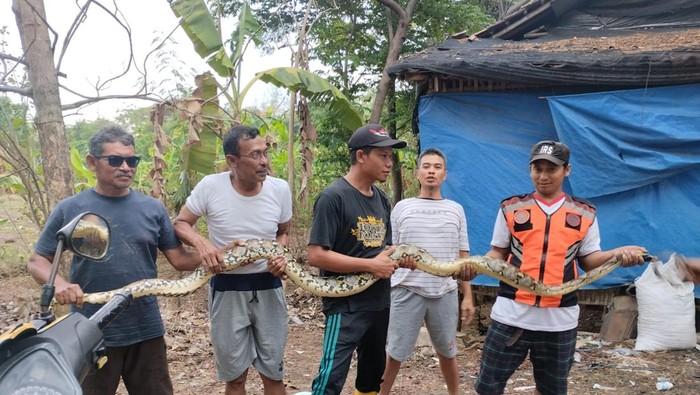 Ular Sanca yang ditangkap di Gondangsari, Kecamatan Juwiring, Klaten, Rabu (29/11/2023).