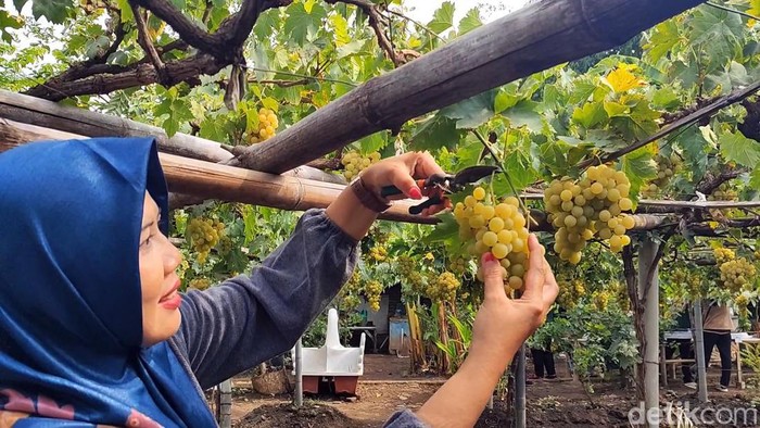 Wisata Edukasi Kebun Anggur Belgia Pasuruan
