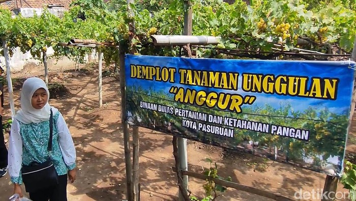 Wisata Edukasi Kebun Anggur Belgia Pasuruan