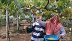 Menilik Wisata Kebun Anggur Belgia di Kota Pasuruan