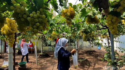 Menilik Wisata Kebun Anggur Belgia di Kota Pasuruan