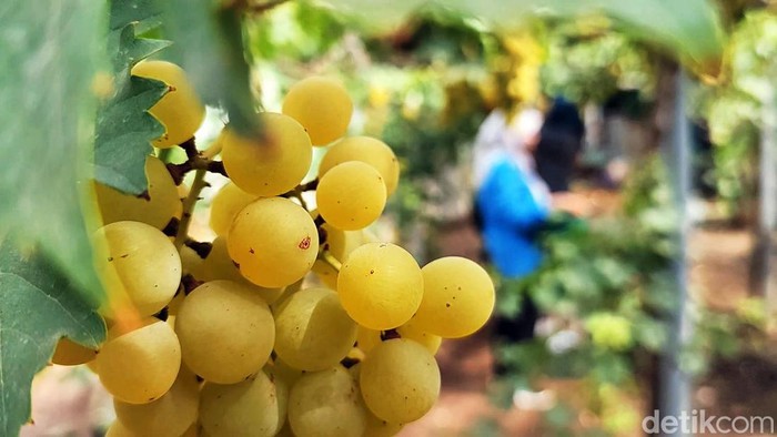 Wisata Edukasi Kebun Anggur Belgia Pasuruan Wisata Edukasi Kebun Anggur Belgia Pasuruan