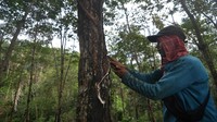 Petani memanen getah karet di perkebunan kampung Durian, Kabupaten Bengkulu Tengah, Bengkulu, Rabu (29/11/2023).