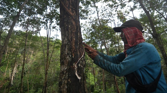 Petani memanen getah karet di perkebunan kampung Durian, Kabupaten Bengkulu Tengah, Bengkulu, Rabu (29/11/2023). Menurut petani setempat harga karet mentah di tingkat pengepul mengalami penurunan dari Rp9.500 per kilogram menjadi Rp7.000 per kilogram. ANTARA FOTO/Muhammad Izfaldi/aww.