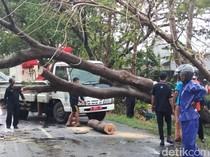 Angin Kencang Terjang Lamongan, Pohon Tumbang dan Puluhan Rumah Rusak