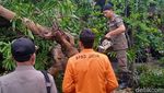 Angin Kencang Terjang Lamongan, Pohon Tumbang dan Puluhan Rumah Rusak