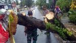 Angin Kencang Terjang Lamongan, Pohon Tumbang dan Puluhan Rumah Rusak