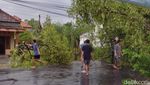Angin Kencang Terjang Lamongan, Pohon Tumbang dan Puluhan Rumah Rusak