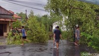 Menurut Joko, saat ini sejumlah pohon yang tumbang telah dievakuasi dengan bantuan berbagai pihak seperti Satpol PP, Polri/TNI. Joko pun mengapresiasi gerak yang telah cepat mengevakuasi pohon yang tumbang.