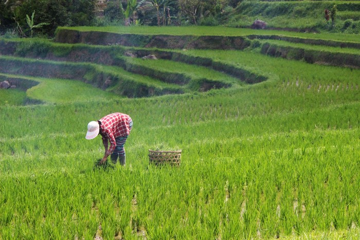 Ilustrasi Petani