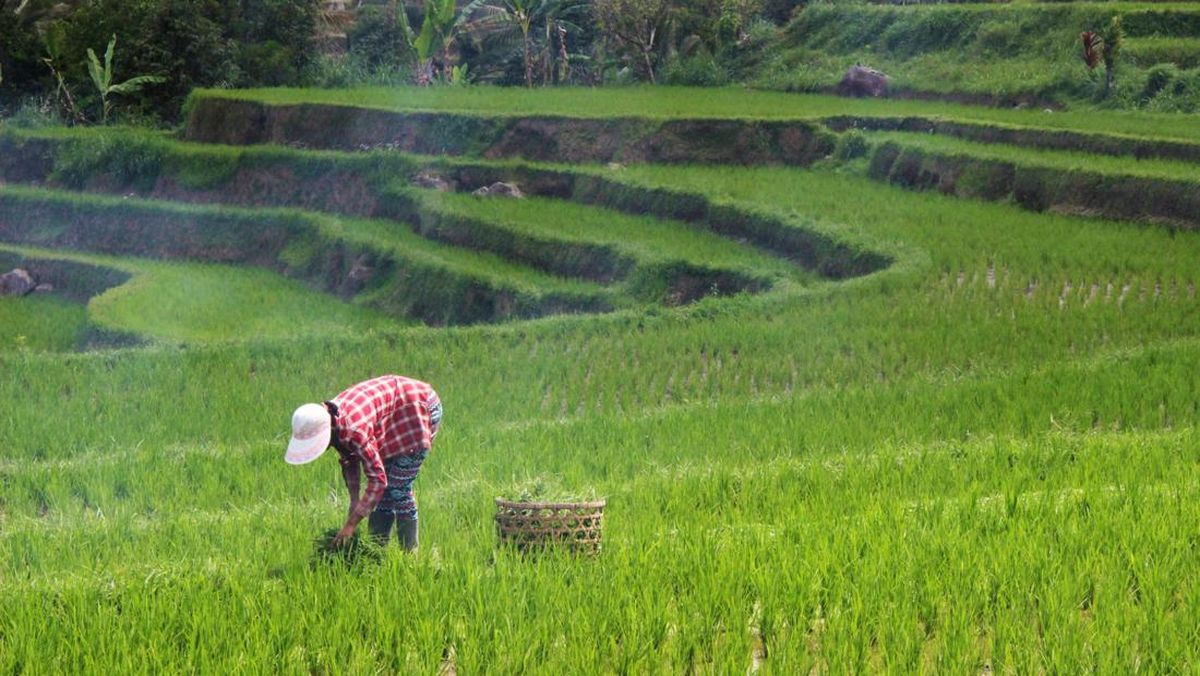 Asuransi Gagal Panen Lindungi Petani, Jaga Pasokan Pangan Asuransi Gagal Panen Lindungi Petani, Jaga Pasokan Pangan