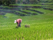 24 September Hari Tani Nasional, Sejarah dan Fakta Menariknya