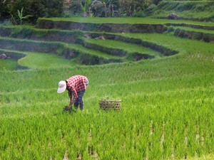 Jurus Pemerintah Genjot Kesejahteraan Petani, Pangkas Harga Pupuk-Regulasi